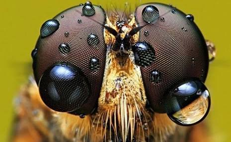 Böceklerde 14.000 göz olduğunu biliyor muydunuz?